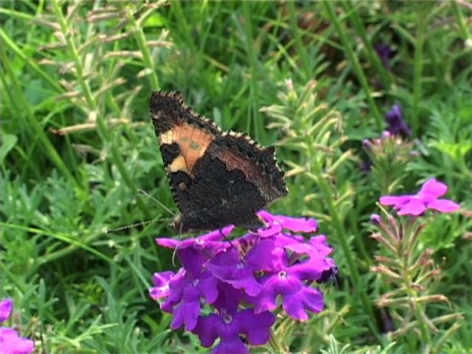 Kleiner Fuchs ( Aglais urticae ), Flügelunterseite, auf Verbenen : Moers, in unserem Garten, 01.08.2003